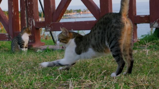 Playful cat explores garden. Tabby prowls yard with friends and playful attitude. Colorful tabby meanders across yard engaging with kittens and friendly animals in cheerful play