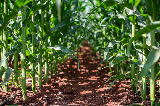 Lush Green Corn Stalks in Parallel Rows, Modern Agriculture and Sustainable Food Crop Farming Concep.