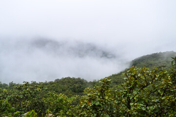 Fototapeta premium Dense fog swiftly ascends a jungle-covered mountainside, contrasting with a clearer side due to rapid temperature changes.