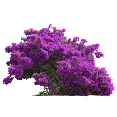 Obraz premium Vibrant purple Bougainvillea bush isolated on transparent background