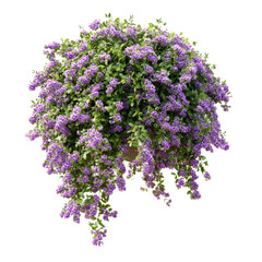 Obraz premium Hanging basket of purple flowers isolated on transparent background