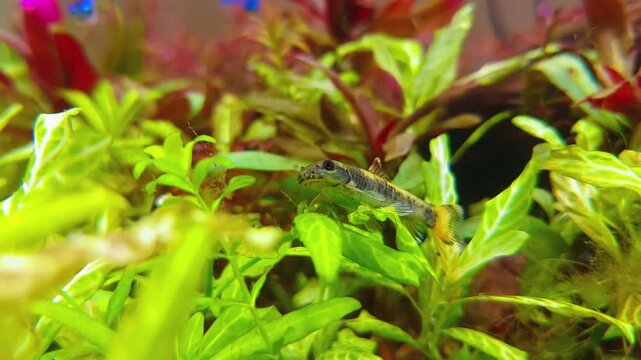 4K Video of Aquarium Loach Feeding on Algae in Planted Nano Aquarium Tank, Cinematic Underwater Footage Featuring Bottom Dwelling Fish Behavior, Aquascape Environment and Natural Cleaning Activity