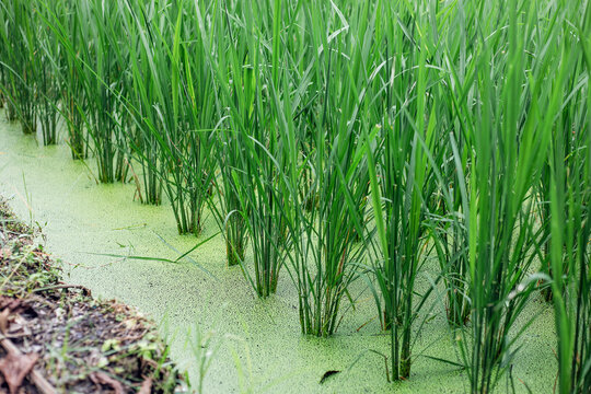 A rice field with young Oryza sativa plants growing in water. The water surface between the rows of rice is covered with a dense layer of Azolla, a tiny aquatic fern.
