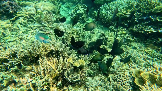 Dolly forward to a group of parrotfish, longnose surgeonfish (Zebrasoma rostratum) and brown tang (Zebrasoma scopas) in a chaotic feeding frenzy before dispersing. Dauin, Philippines