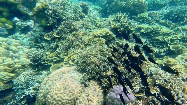 Overhead view of Longnose surgeonfish (Zebrasoma rostratum) and Brown Tang (Zebrasoma scopas) swimming in schools over an area densely populated with vibrant turbinaria, Acropora and Diploria corals