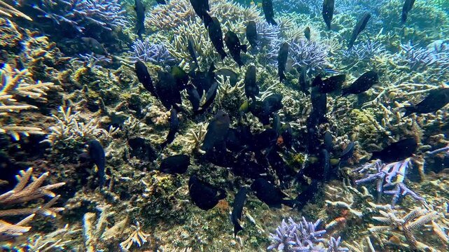 Snorkeling POV approaching a group of Longnose surgeonfish (Zebrasoma rostratum) and Brown Tang (Zebrasoma scopas) gathered at the seafloor before dispersing. Dauin, Philippines