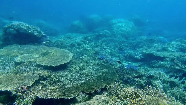 An expansive view of a wide coral reef majority populated by Acropora hyancinthus or tabletop corals beneath blue waters showcasing a thriving marine ecology in Dauin, Philippines
