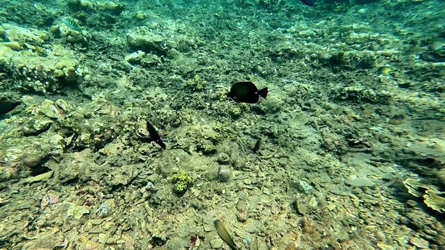 Longnose surgeonfish (Zebrasoma rostratum) and brown tang (Zebrasoma scopas) foraging among young corals growing from the debris of a damaged reef, showing signs or healing and recovery. Dauin, Philip