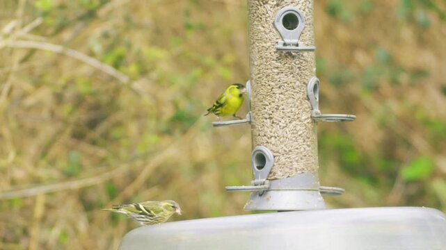 A Eurasian siskin feeding from a garden bird feeder while another small bird moves nearby. UK wildlife scene showing natural behaviour at a feeding station.