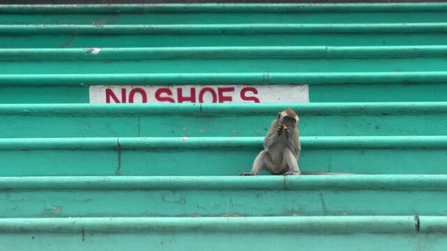 Static handheld shot of a wild macaque sitting on teal painted temple steps eating food beside a No Shoes sign at Batu Caves, Kuala Lumpur
