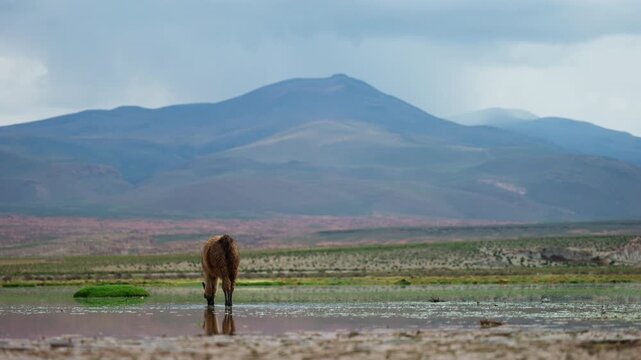 Low angle view of llama walking through shallow pool grazing in Siloli desert