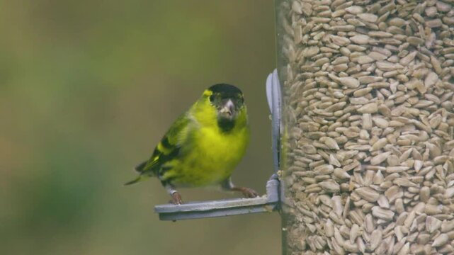 A Eurasian siskin feeding on a garden bird feeder. Filmed in the UK, showing typical feeding behaviour of this small finch species in a natural garden setting.