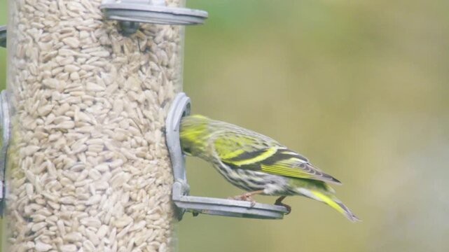 Close-up footage of a Eurasian siskin feeding on a garden bird feeder. Captured in natural outdoor conditions in the UK, showing detailed plumage and natural feeding behaviour of this small finch spec