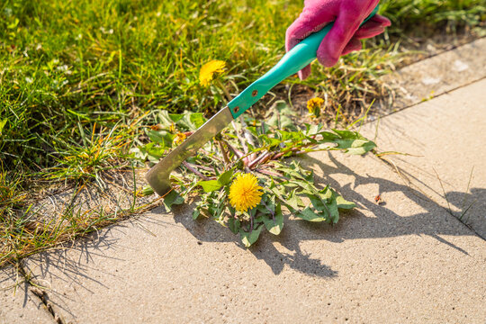 Close view of a hand removing weed out of terrace paving stones in a garden