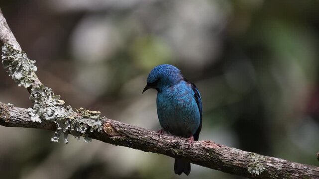 Wild Blue Dacnis tropical bird perched slow motion in rainforest jungle forest tree