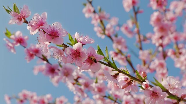 Close-up of a honey bee pollinating vibrant pink peach blossoms on a tree branch against a clear blue spring sky. Macro nature scene.