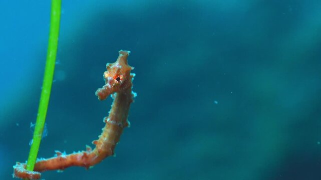 Close up of Hippocampus on seagrass (Cymodocea nodosa) floating in the open sea