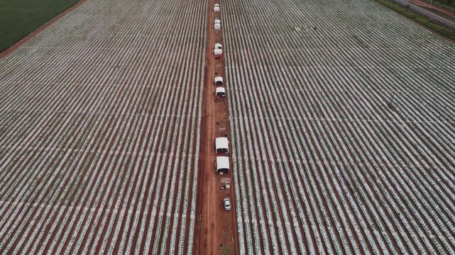 Aerial view of plastic mulch strawberry (fragaria &times; ananassa) fields with raised beds and drip irrigation in Formosa, Goi&aacute;s, Brazil, showing large-scale agribusiness layout and logistics corridor, dro