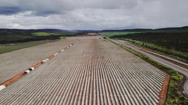 Wide aerial view of plastic mulch strawberry (fragaria &times; ananassa) cultivation with raised beds and drip irrigation in Formosa, Goi&aacute;s, Brazil, showing agribusiness scale and rural road infrastructure,
