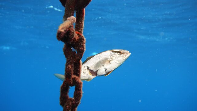 Tracking shot of an injured seriola species under the surface behind a rusty metal chain