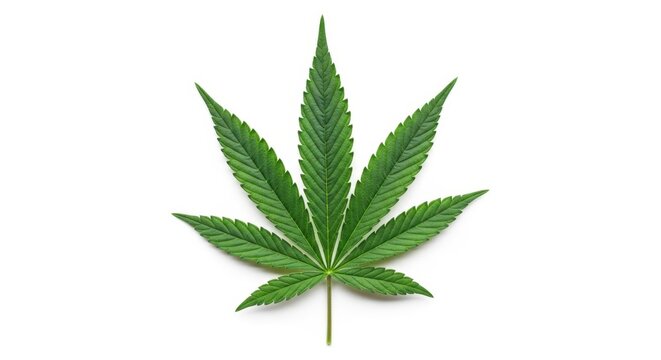 Green cannabis leaf on white