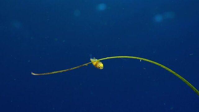 Medium shot of a small carangid fish clinging to a drifting Cymodocea nodosa leaf in blue water