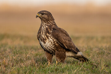 Obraz premium Common Buzzard.