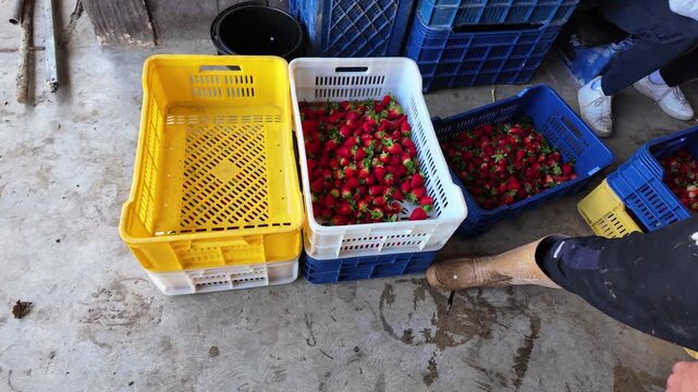 Action-oriented high-angle shot of ripe strawberries being transferred from buckets to colorful plastic crates at a farm distribution center.