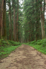 Fototapeta premium 日光杉並木街道