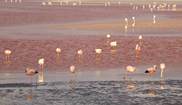 Stunning Flamingos Flamboyance Grazing in Laguna Colorada, the Red Lagoon on the High Plateau of Potosi Department, Bolivia, South America