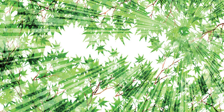 Bright Fresh Green Maple Leaves with Radiant Sunbeams