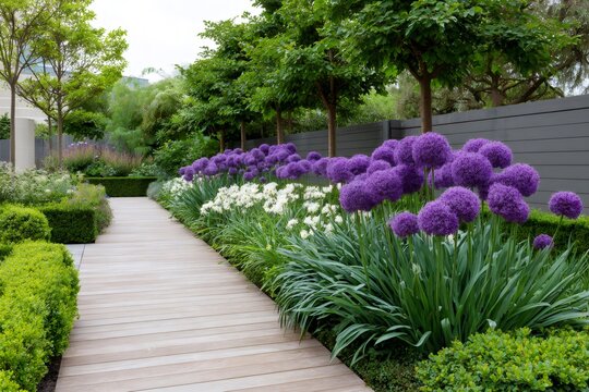 Modern garden path with purple allium flowers