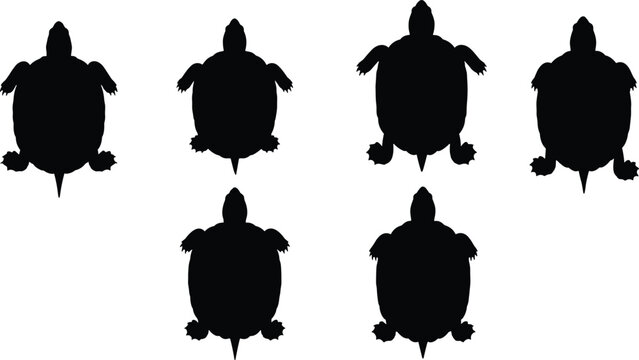 Box turtle silhouette collection top view set. Land reptile shapes isolated for wildlife, animal, and nature design use.