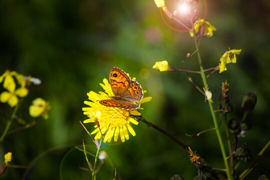 Butterfly with lens flare in natural background. Wall brown butterfly (Lasiommata megera) perched on a yellow flower. Animal. Wallpaper. Delicate, fragile, extraordinarily vibrant.	