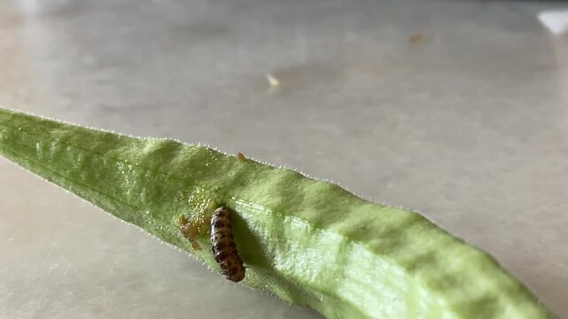 A Spiny Bollworm caterpillar Earias vitella as most of its body has emerged from a hole in an okra Abelmoschus esculentus stem.