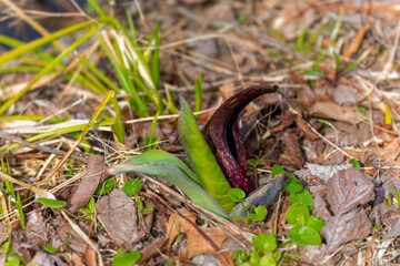  Eastern skunk cabbage (Symplocarpus foetidus)  native plant of eastern north America. Used as a medicinal plant and magical talisman by various tribes of native Americans.  © Denny