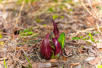  Eastern skunk cabbage (Symplocarpus foetidus)  native plant of eastern north America. Used as a medicinal plant and magical talisman by various tribes of native Americans.  © Denny