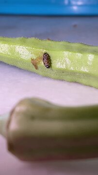 A vertical shot captures a Spiny Bollworm caterpillar Earias vitella as it emerges slowly from a hole in an okra Abelmoschus esculentus stem, eventually crawling onto the plant surface.