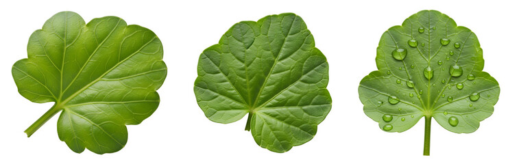 Obraz premium Three green leaves with water droplets on transparent background