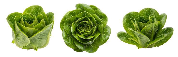 Fototapeta premium Three vibrant lettuce heads on transparent background