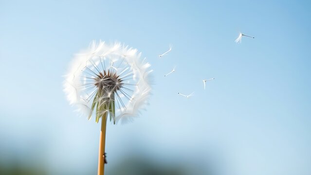 anemometer. Dandelion seeds floating in the wind against a clear blue sky. gardening catalogs, home-decor guides, designed for home decor and floral branding, promotes healthy living.