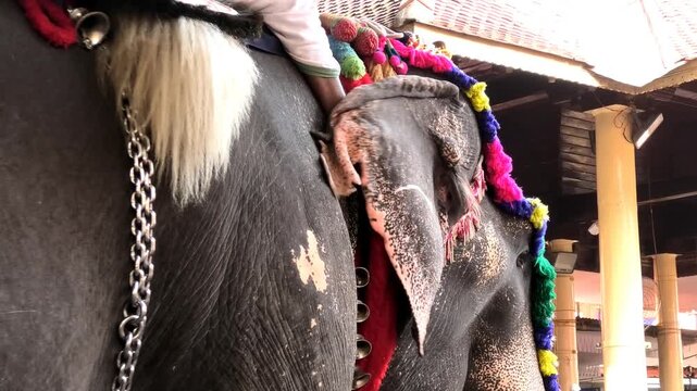 Closeup of wagging ear of a decorated elephant participated in a temple festival in Kerala, India