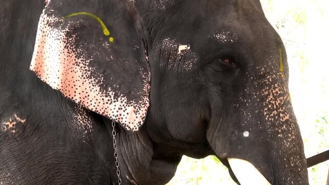 Closeup of wagging ear of an elephant