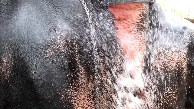 Closeup of wagging ear of an elephant