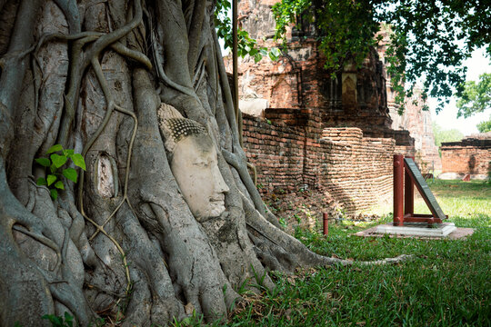 Buddha Head statue with trapped in Bodhi Tree roots at Wat Maha That Ayutthaya. Ayutthaya historical park Thailand.