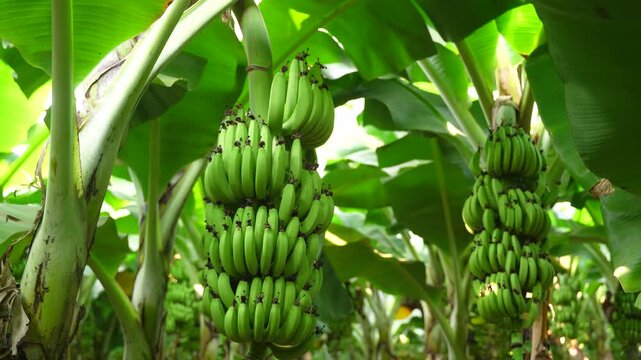 Banana bunch on tree At banana agriculture field 