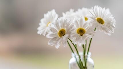 Obraz premium daisies. Fresh daisies in a simple vase with soft green stems, bathed in natural daylight. gardening catalogs, home-decor guides, designed for home decor and floral branding. 