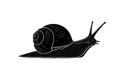 Amphidromus snail vector icon rare mollusk silhouette illustration © Opurbo