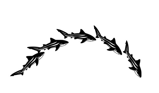 Arc layout zebra shark icon uncommon marine vector set