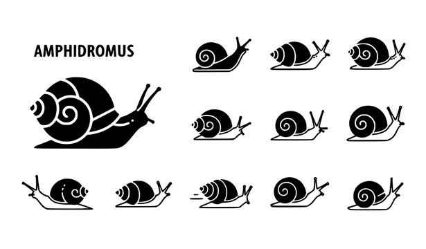 Amphidromus snail icon set minimal rare mollusk vector collection